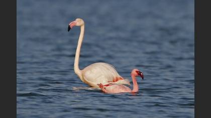 Küçük flamingo