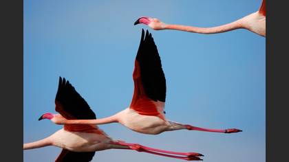 Flamingo