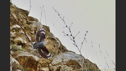 Duvar tırmaşıkkuşu