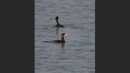 Küçük karabatak