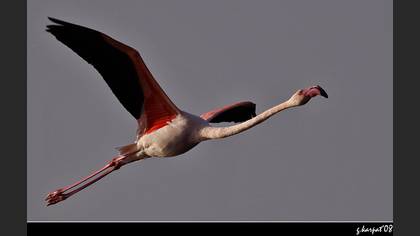 Flamingo