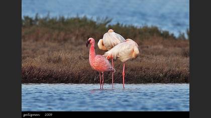 Küçük flamingo