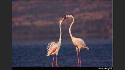 Flamingo