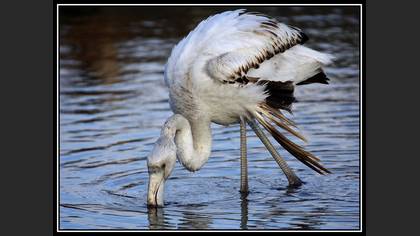 Flamingo