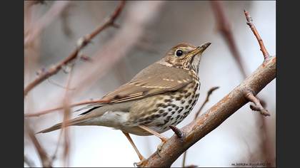 Öter ardıç