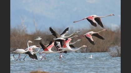 Flamingo