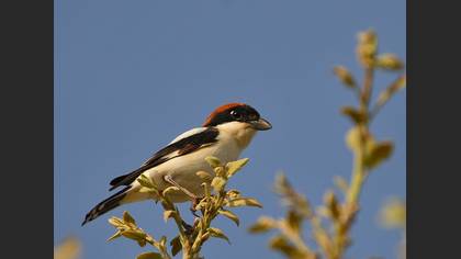 Kızılbaşlı örümcekkuşu