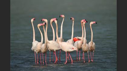Flamingo