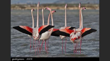 Flamingo