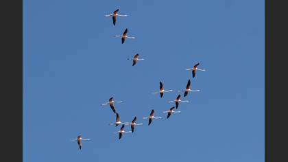 Flamingo