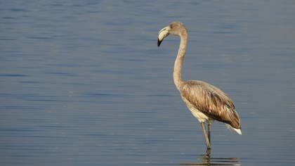 Flamingo