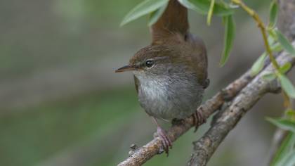 Kamışbülbülü