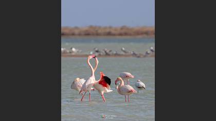 Flamingo