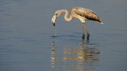 Flamingo