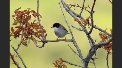 Maskeli ötleğen