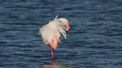 Flamingo