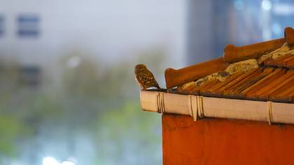 Kukumav » Little Owl » Athene noctua