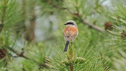 Kızılsırtlı örümcekkuşu » Red-backed Shrike » Lanius collurio
