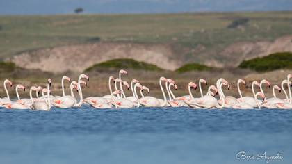 Flamingo