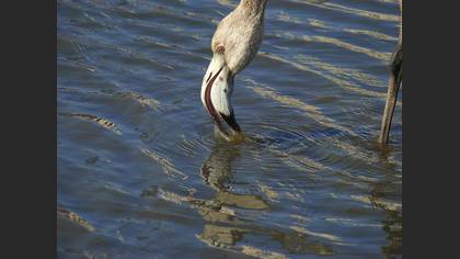 Flamingo