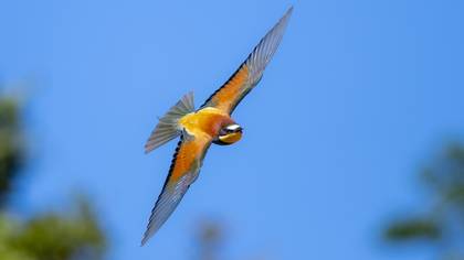 Arıkuşu » European Bee-eater » Merops apiaster