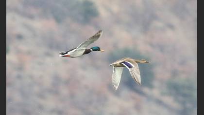Yeşilbaş