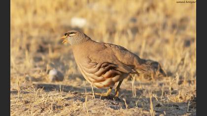 Kum kekliği