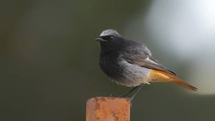 Kara kızılkuyruk » Black Redstart » Phoenicurus ochruros