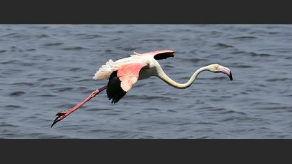 Flamingo