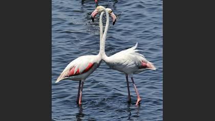 Flamingo