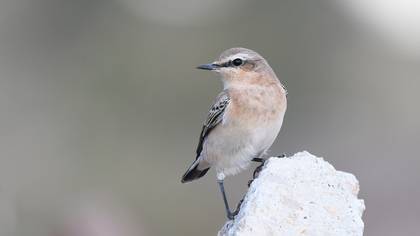 Kuyrukkakan » Northern Wheatear » Oenanthe oenanthe