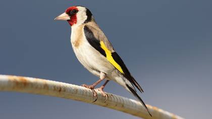 Saka » European Goldfinch » Carduelis carduelis