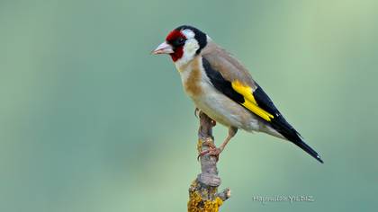 Saka » European Goldfinch » Carduelis carduelis