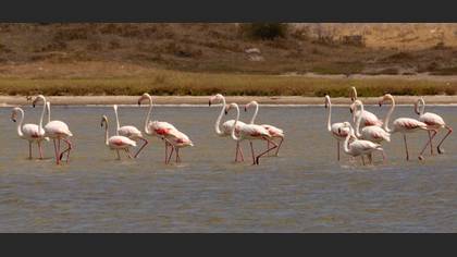 Flamingo