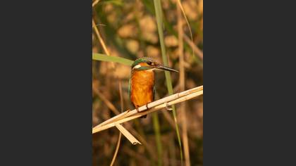 Yalıçapkını