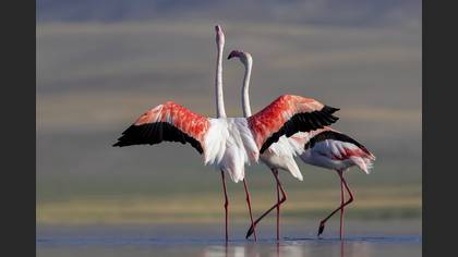 Flamingo