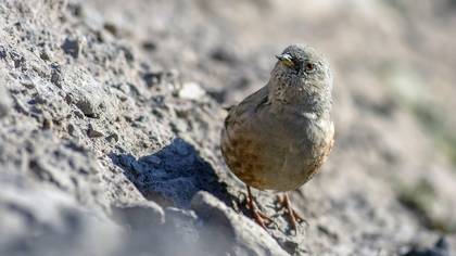 Büyük dağbülbülü