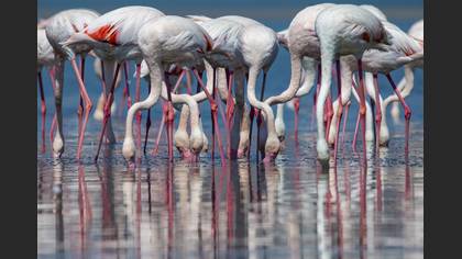Flamingo