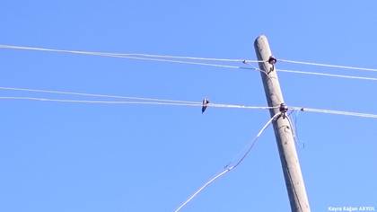 Kızıl kırlangıç