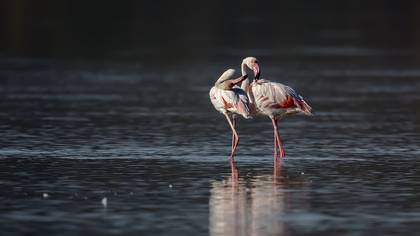 Flamingo