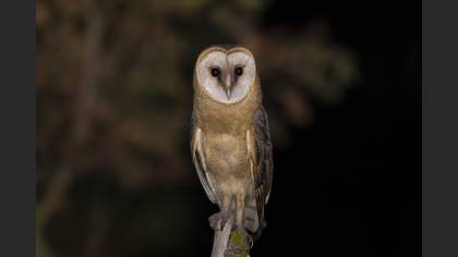 Peçeli baykuş