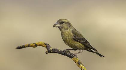Çaprazgaga » Red Crossbill » Loxia curvirostra
