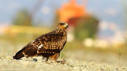 Kara çaylak » Black Kite » Milvus migrans