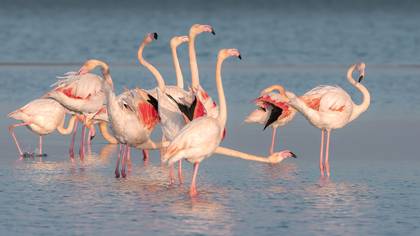 Flamingo