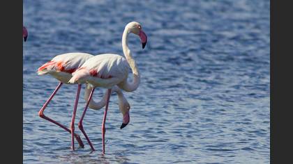 Flamingo