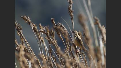 Yelpazekuyruk