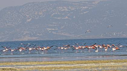 Flamingo