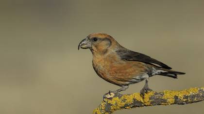 Çaprazgaga » Red Crossbill » Loxia curvirostra