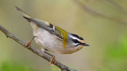 Sürmeli çalıkuşu » Common Firecrest » Regulus ignicapilla