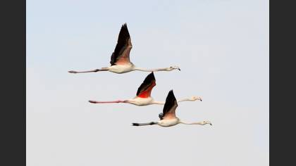 Flamingo